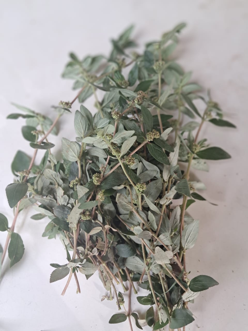 Euphorbia Hirta en Gros