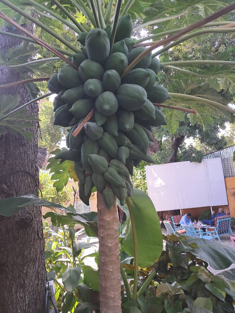 Papaye du Tchad en Gros