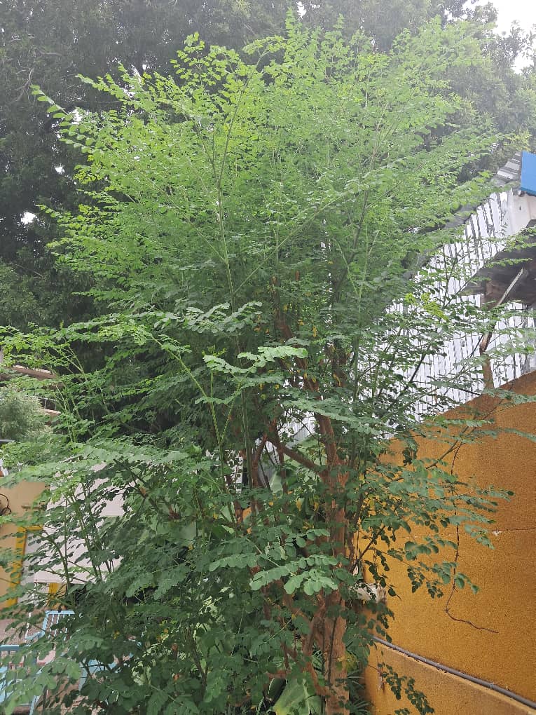 Matière Première Moringa Premium